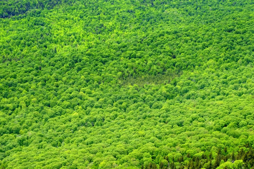 綠油油的樹木圖片