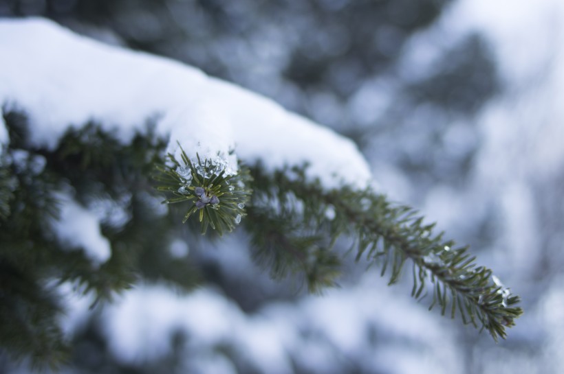 美麗的雪景圖片