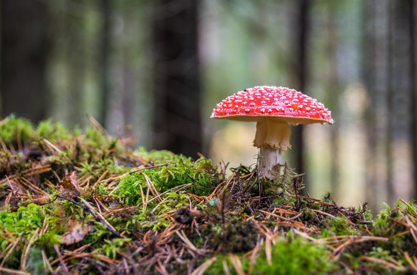 森林中漂亮的野生蘑菇圖片
