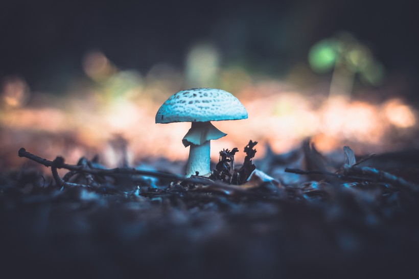 森林裡的蘑菇圖片