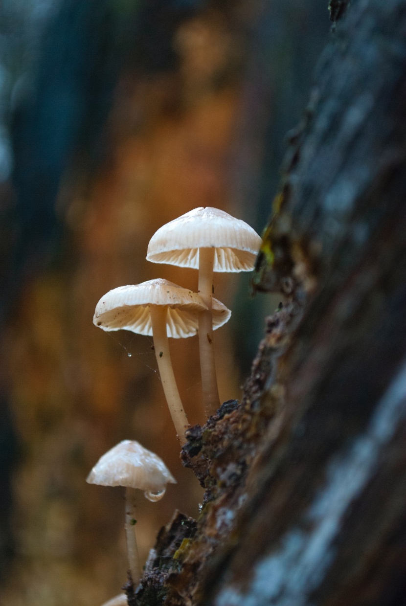 森林中野生的蘑菇圖片