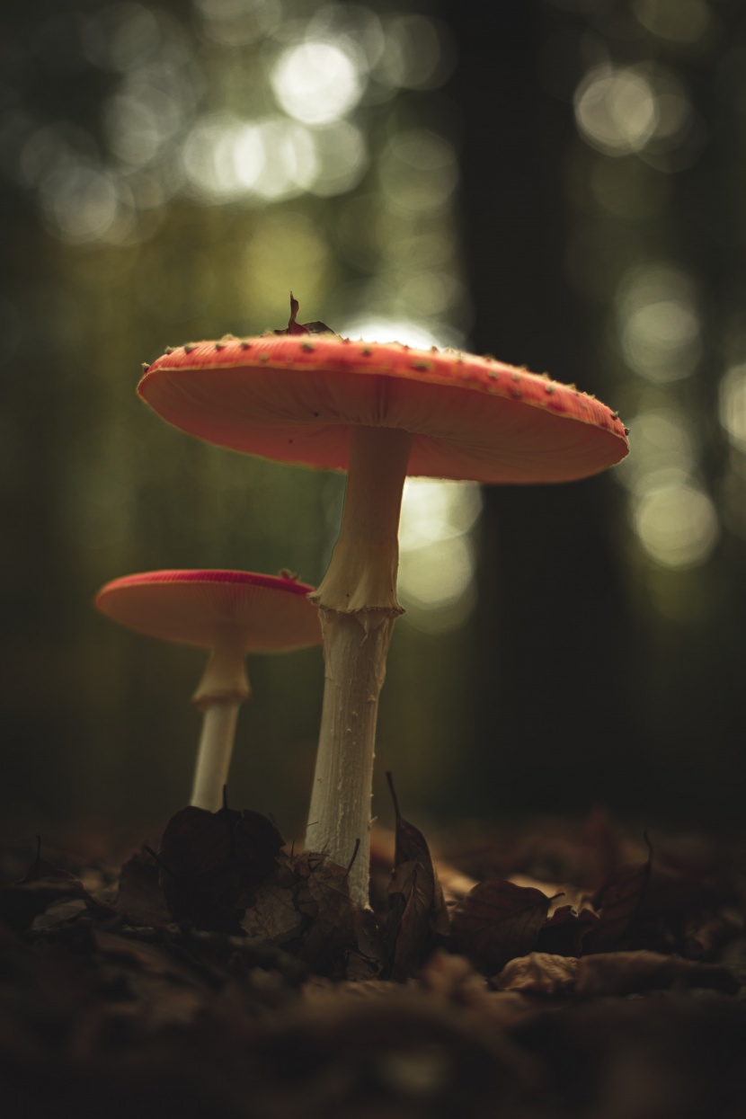 森林中野生的蘑菇圖片