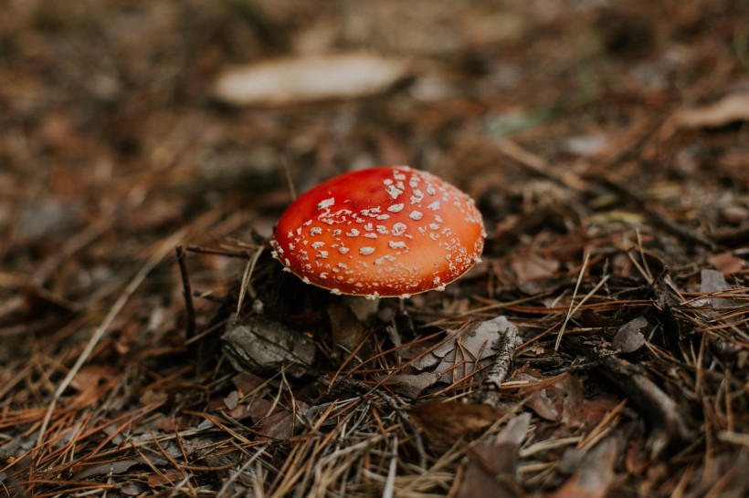 森林中野生的蘑菇圖片