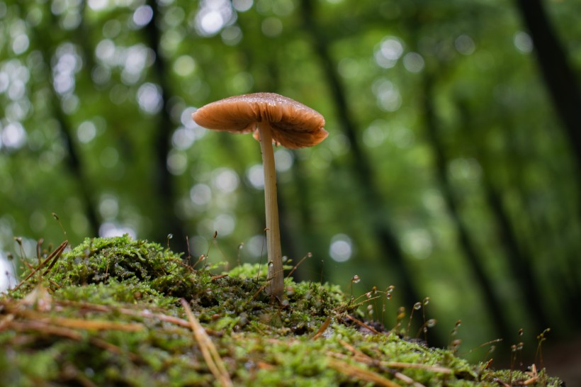 森林中野生的蘑菇圖片