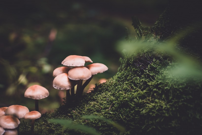 森林中野生的蘑菇圖片