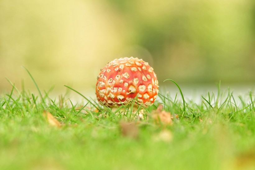 森林中野生的蘑菇圖片