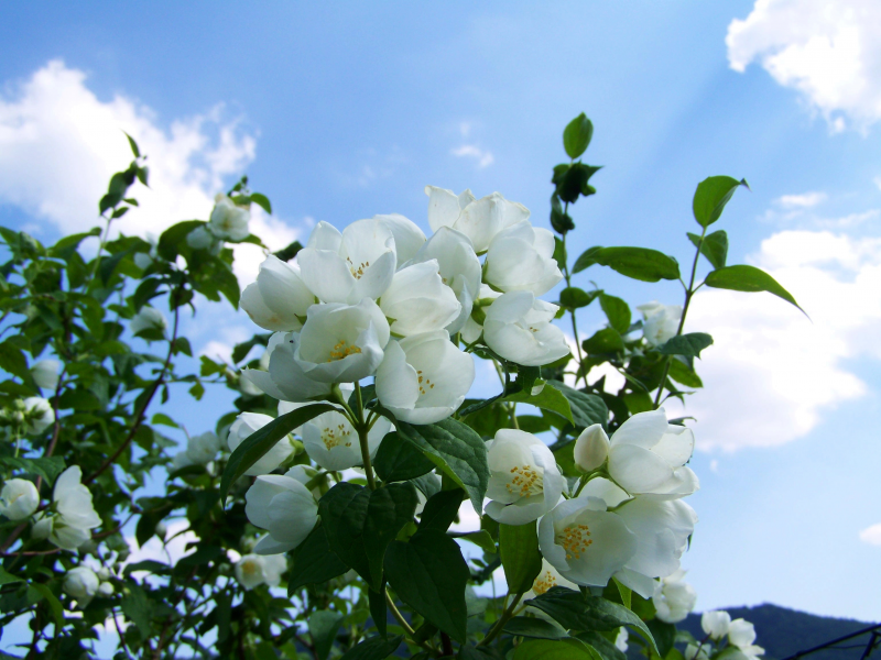 潔白無瑕的茉莉花圖片