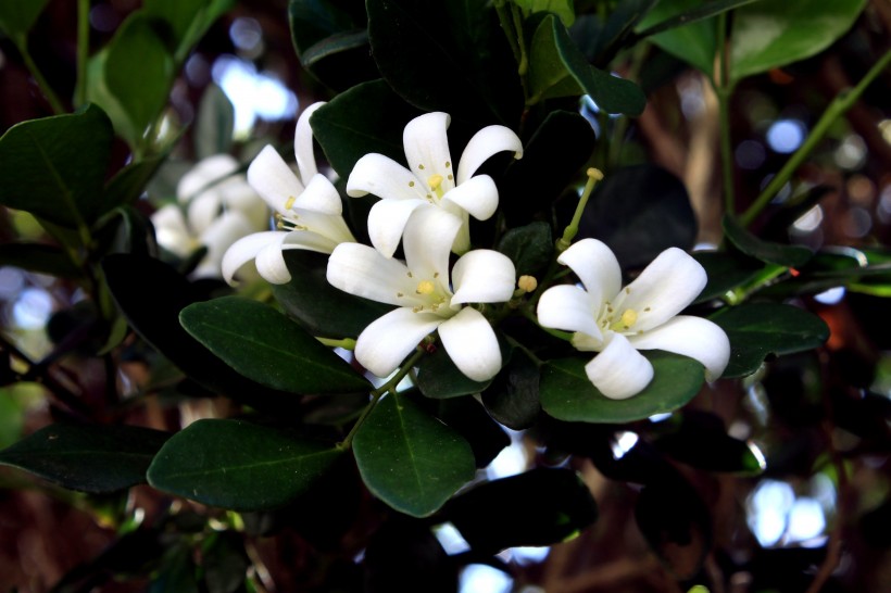 純潔芳香的茉莉花圖片