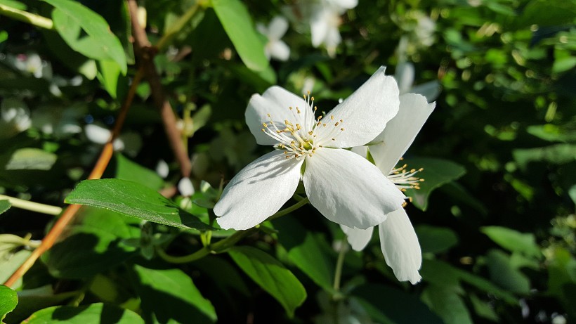 純潔芳香的茉莉花圖片