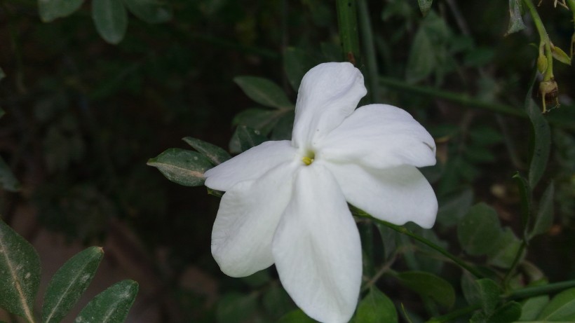 純潔芳香的茉莉花圖片