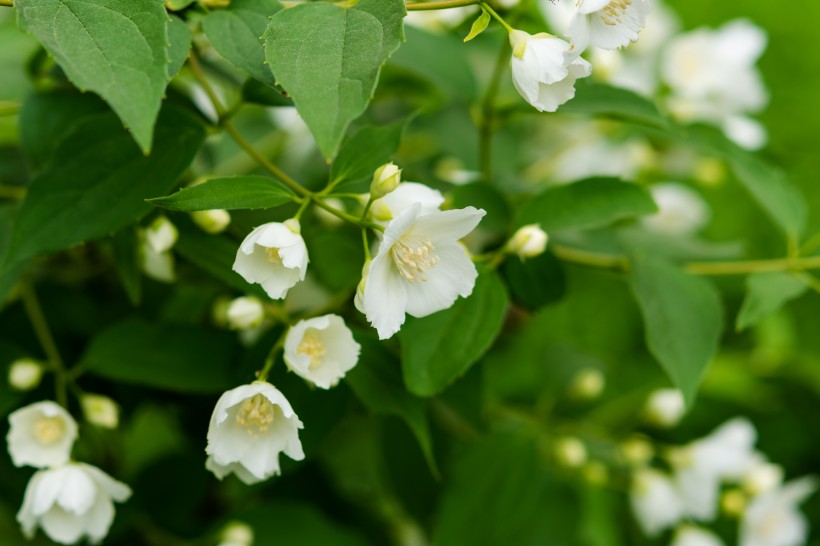 純潔芳香的茉莉花圖片