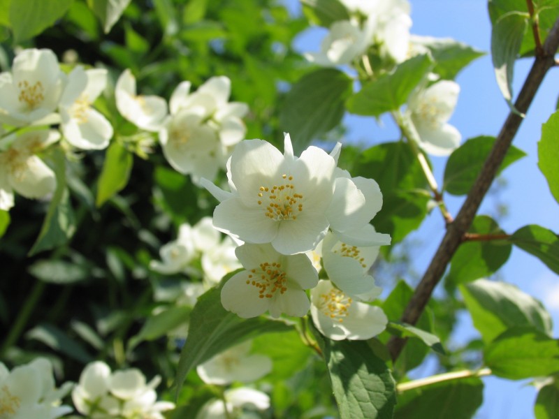 純潔芳香的茉莉花圖片