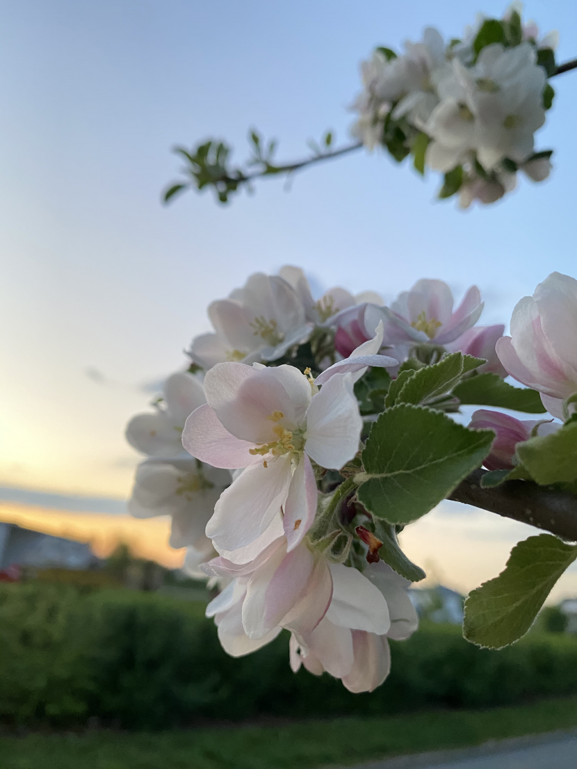 清香淡雅的蘋果花圖片
