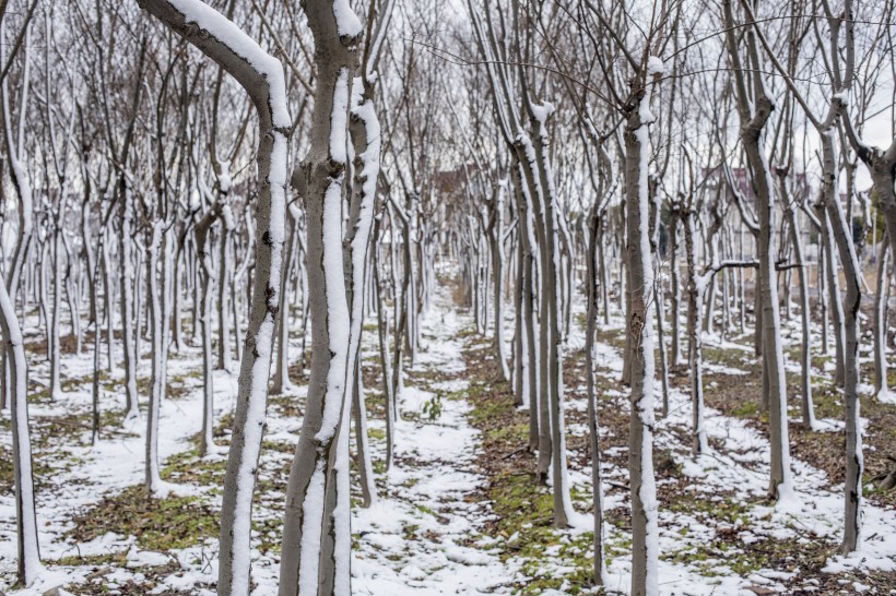 樹林裡的雪景圖片