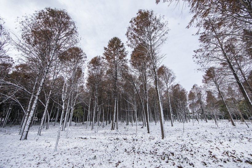 樹林裡的雪景圖片