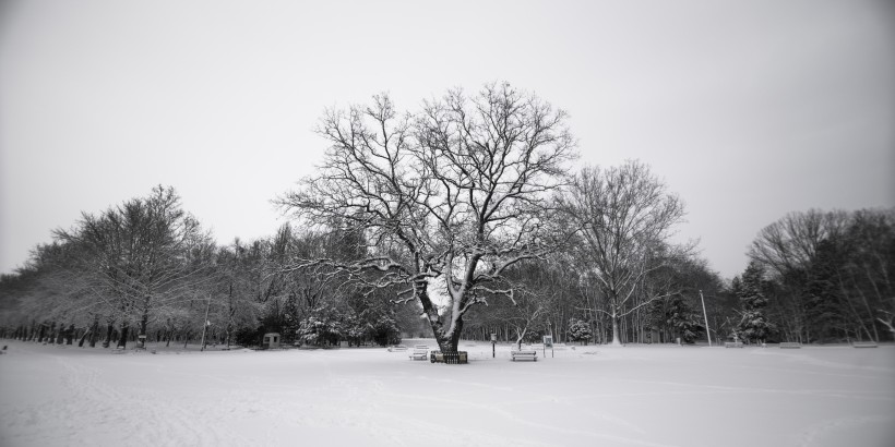 樹上的積雪圖片