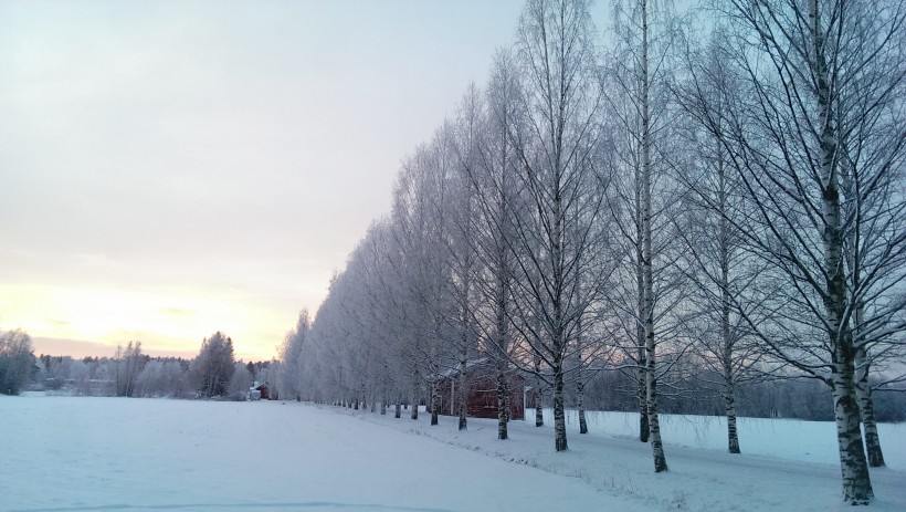 樹上的積雪圖片