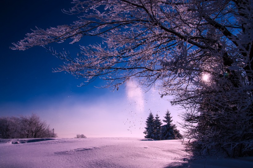 樹上的積雪圖片
