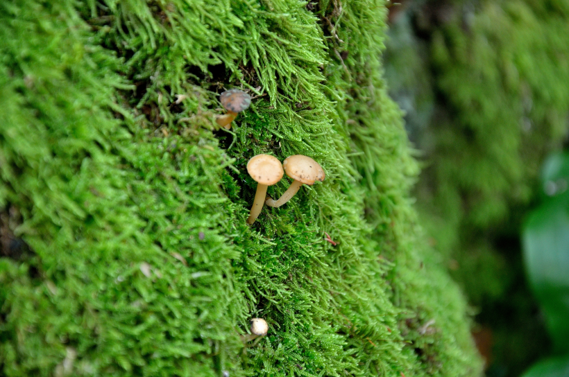綠色的苔藓圖片