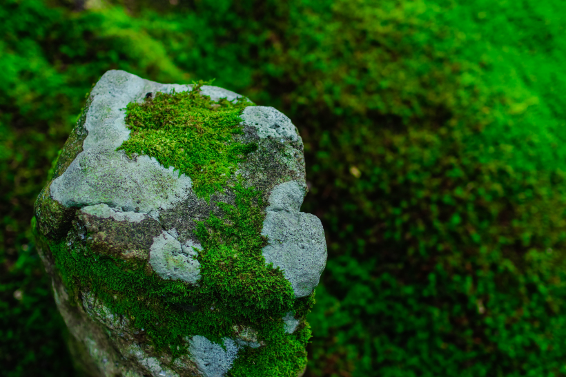 綠色的苔藓圖片