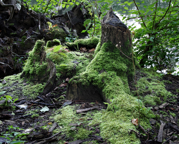綠色的苔藓圖片