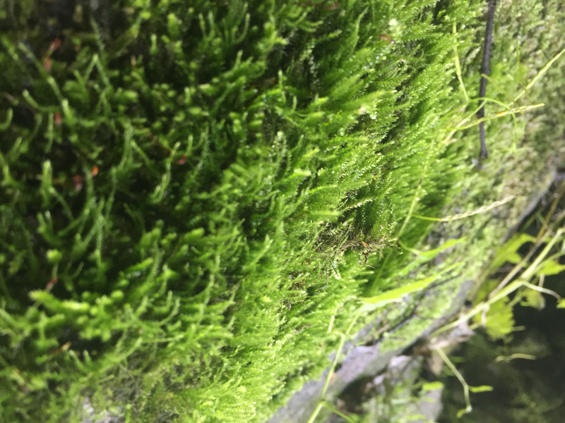 綠色的苔藓圖片