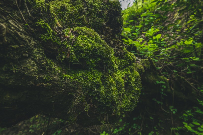 綠色的苔藓圖片