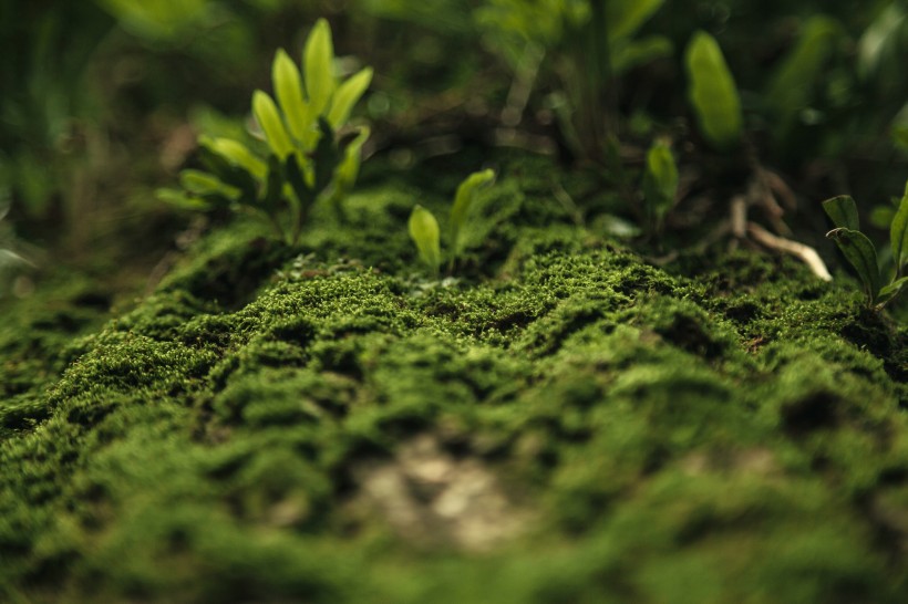 綠色的苔藓圖片