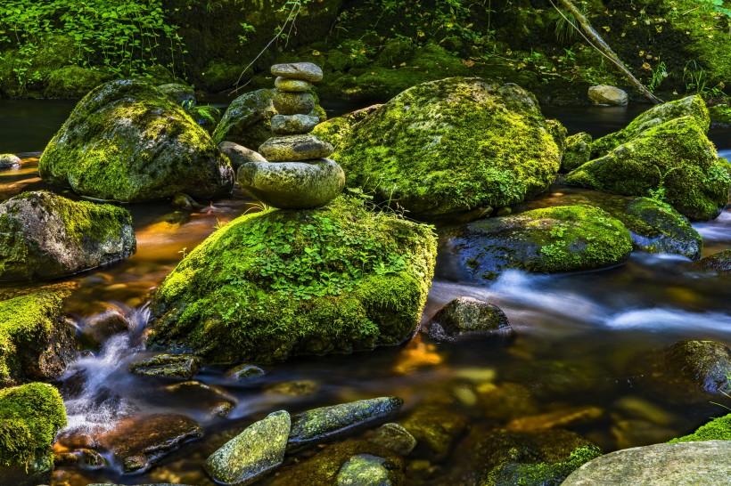 綠色的苔藓圖片