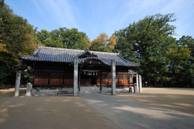 綠色香樟樹圖片