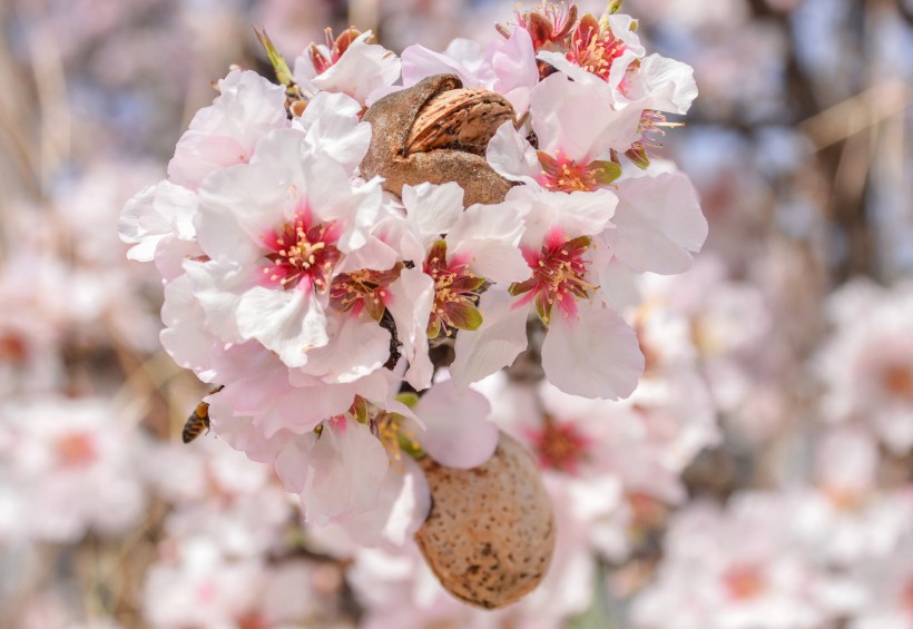 <a href=https://www.meiriqutu.com/tag/huaduo2.html target=_blank class=infotextkey><a href=https://www.meiriqutu.com/tag/7605.html target=_blank class=infotextkey>花朵</a></a>茂盛的杏花圖片