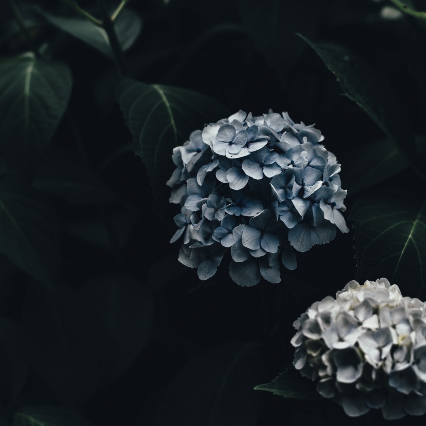 花團錦簇的繡球花圖片