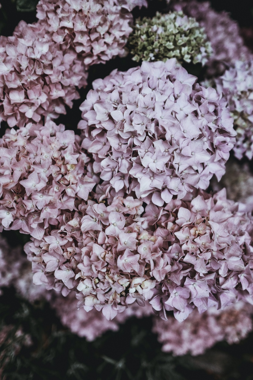 花團錦簇的繡球花圖片