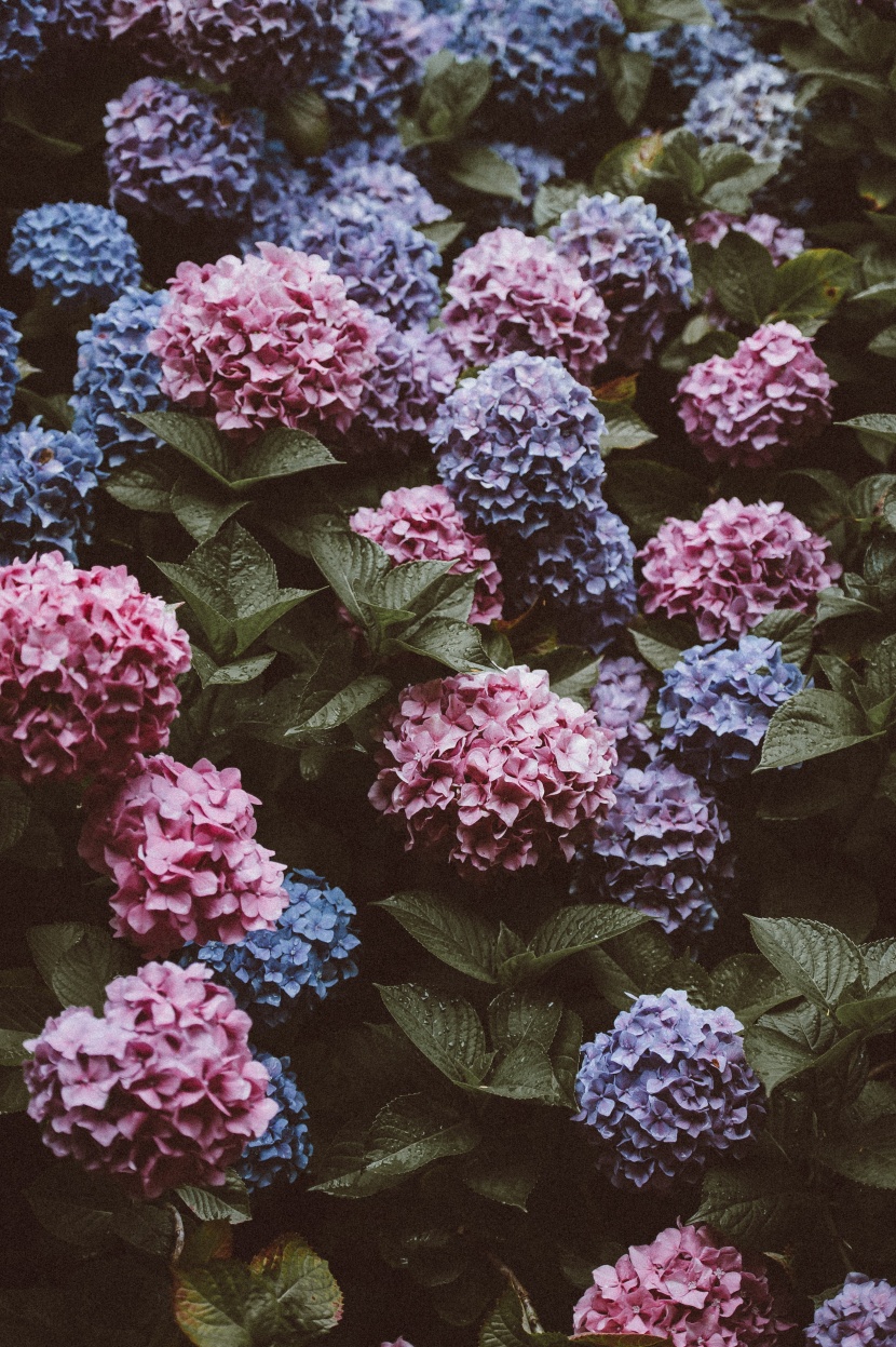 花團錦簇的繡球花圖片