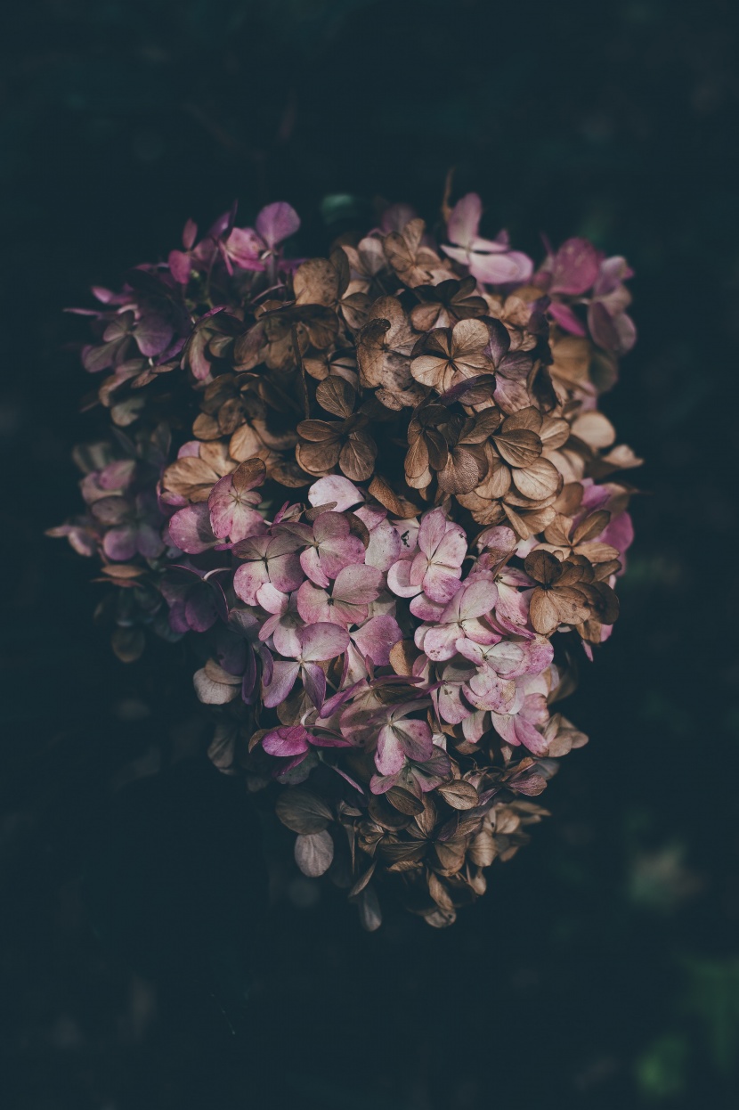 花團錦簇的繡球花圖片