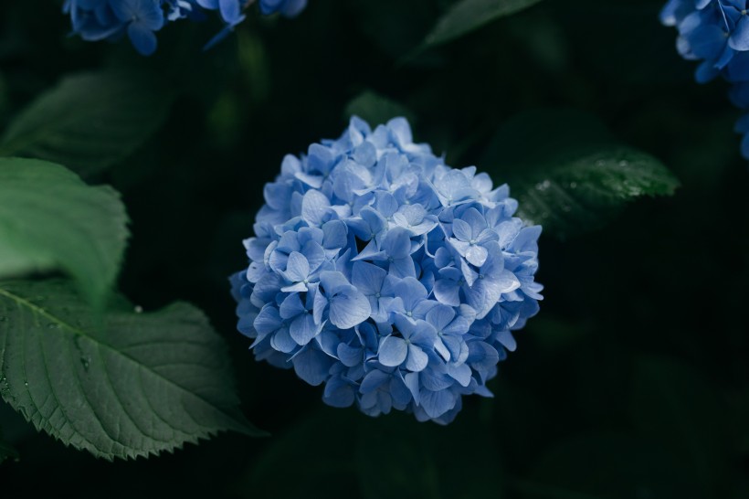 花團錦簇的繡球花圖片
