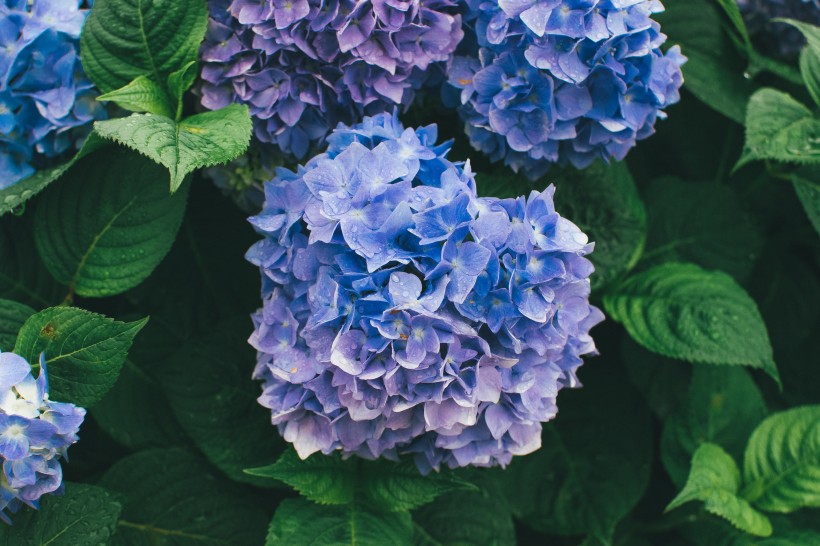 五顔六色的繡球花圖片
