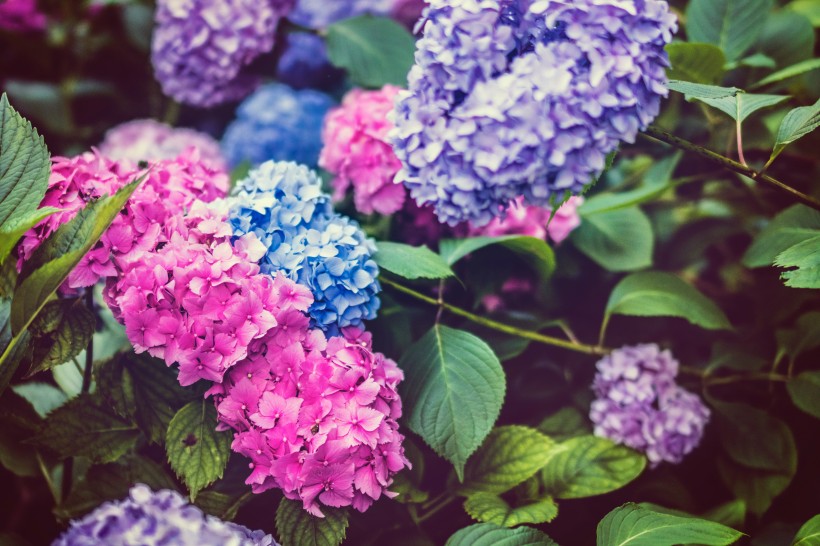 五顔六色的繡球花圖片