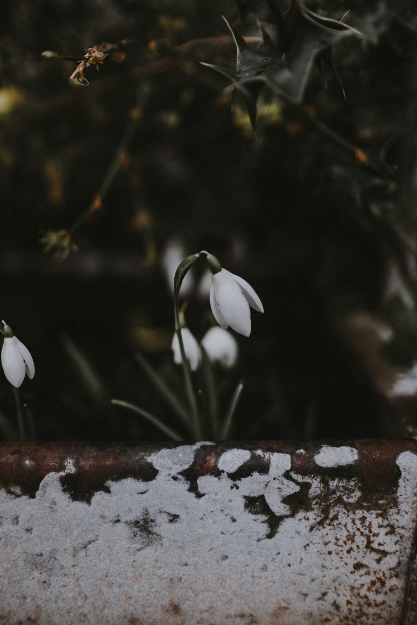 花葉繁茂的雪滴花圖片