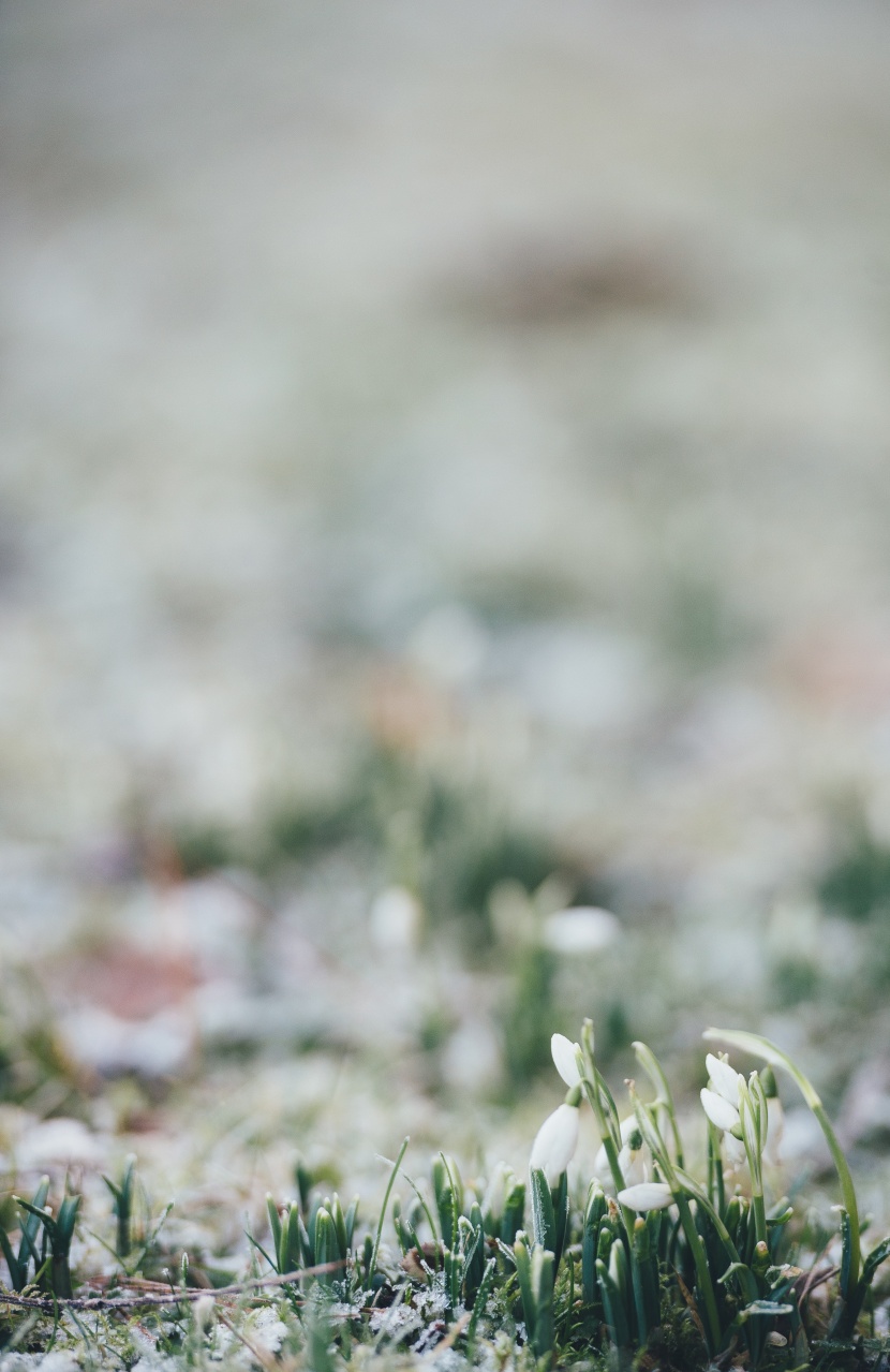 花葉繁茂的雪滴花圖片