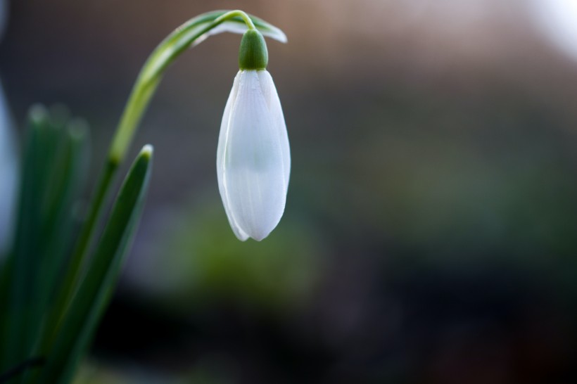 花葉繁茂的雪滴花圖片