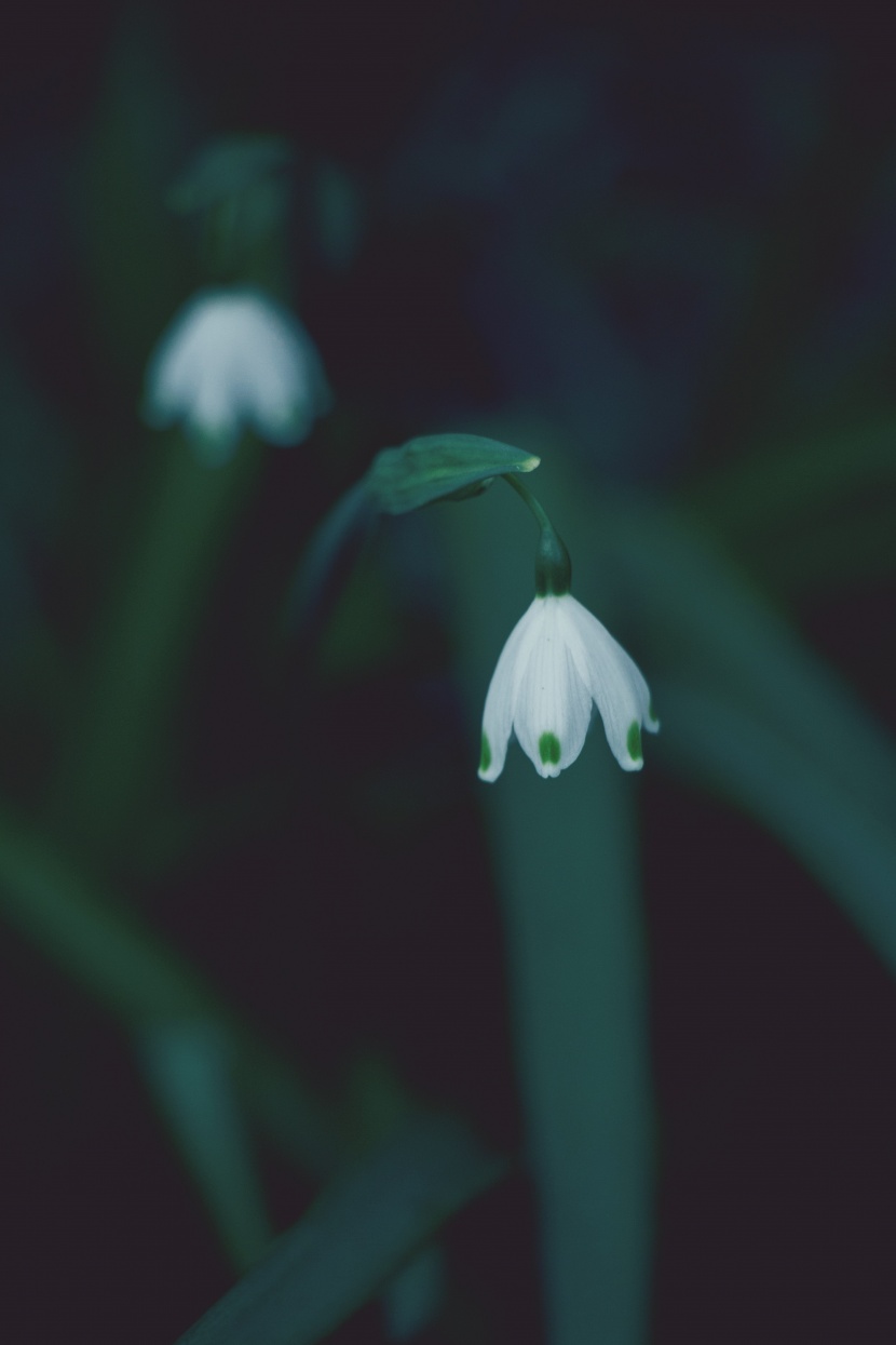 潔白如雪的雪滴花圖片