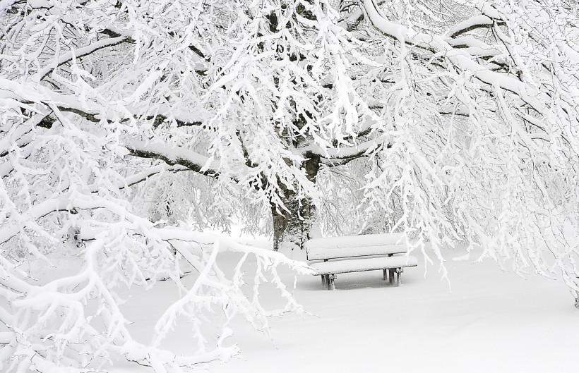 雪地裡的樹圖片