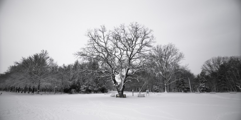 雪地裡的樹圖片