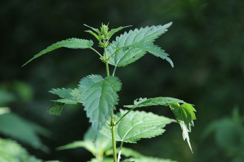 綠色的荨麻圖片