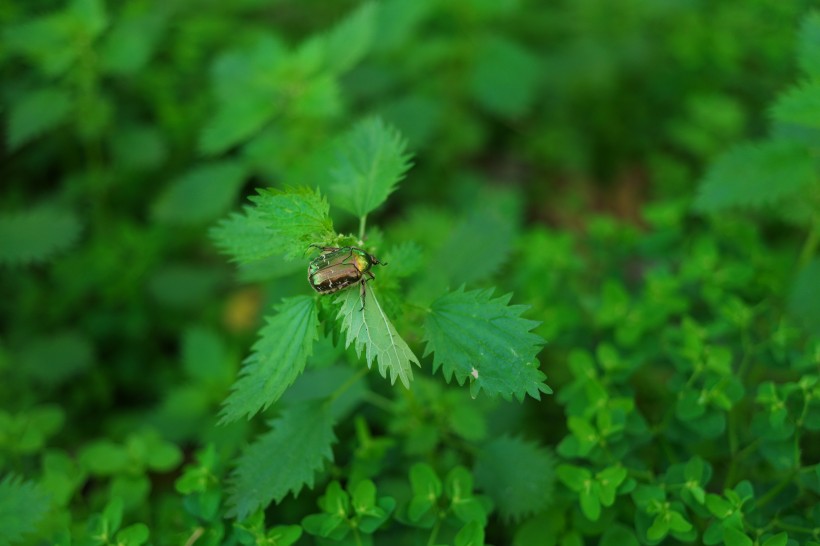 綠色的荨麻圖片