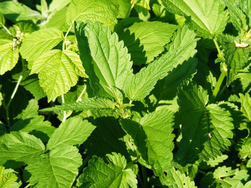 綠色的荨麻圖片