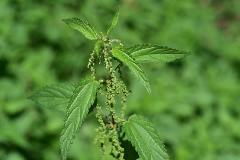 綠色的荨麻圖片