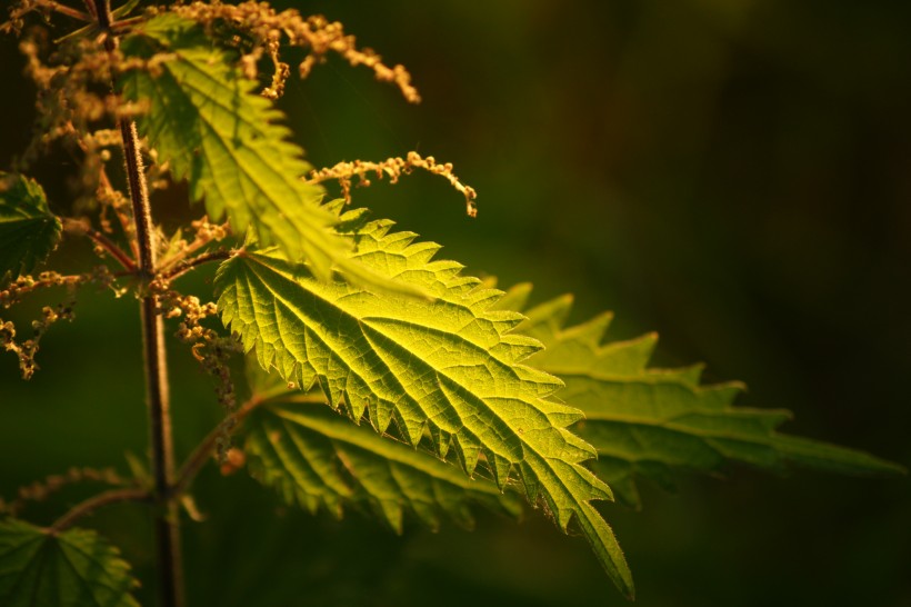 綠色的荨麻圖片