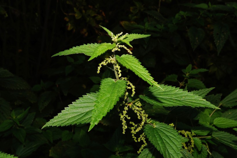 綠色的荨麻圖片